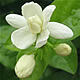 茉莉花
